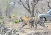  ?? HT FILE PHOTO ?? Tiger T91 after being shifted to Mukundra Hills Tiger Reserve of Kota.