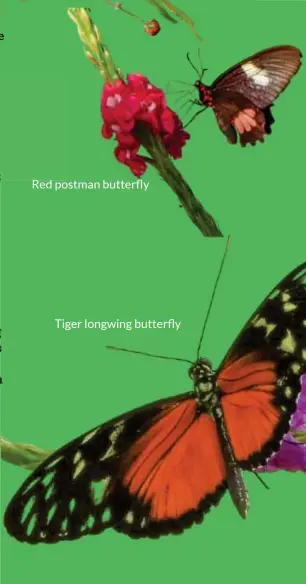  ?? Photos: Tom Schultz ?? Red postman butterfly
Tiger longwing butterfly