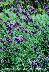  ??  ?? Lavandula angustifol­ia ‘Blue Mountain’.