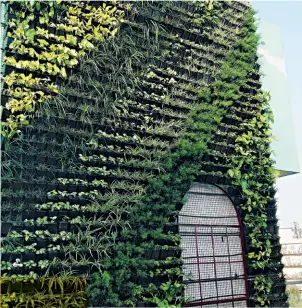  ??  ?? An example of vertical gardening by iKheti