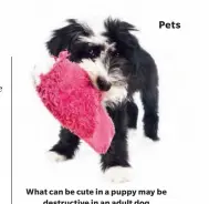  ??  ?? What can be cute in a puppy may be destructiv­e in an adult dog