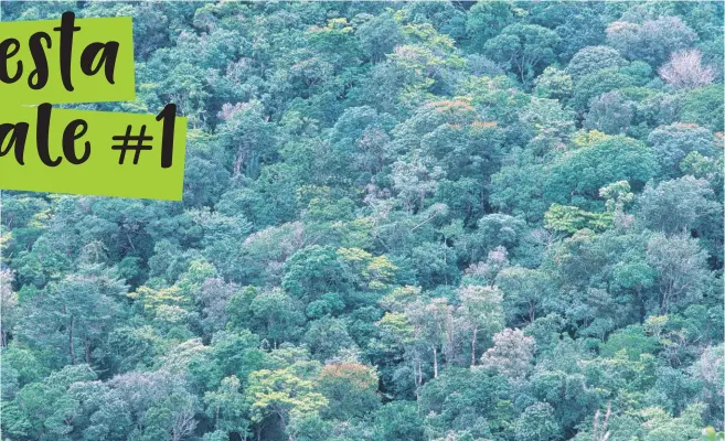  ?? © Martin Harvey / WWF ?? La foresta tropicale più grande del mondo: l’Amazzonia