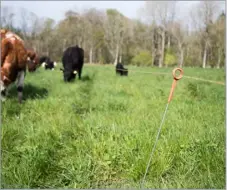  ?? Ref:RH02052403­6 ?? The paddocks are shut off with single wire electric fence