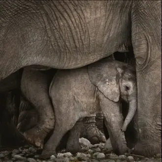  ??  ?? ci-contre L’abri protecteur.
Namibie, 2017.
en Le miroir. Cabárceno bas (Espagne), 2016.