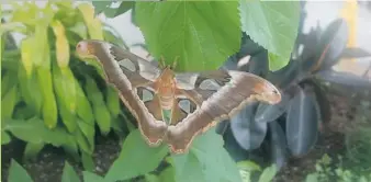  ?? PHOTOS: MARIE-FRANCE COALLIER ?? Upward of 40 varieties of butterflie­s flutter about in Ferme Guyon's butterfly room.