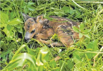  ?? FOTO: ADI BALLERSTED­T ?? Vermutlich hätte ein Mähwerk dieses Rehkitz getötet. Doch Helfer fanden es in der Wiese.