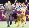  ?? SETH WENIG/ASSOCIATED PRESS ?? Dario, a Leonberger, tries to get at the treats in Sam Mammano’s pocket during the working group competitio­n in 2016.
