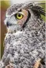  ?? Kathy Adams Clark ?? Great horned owls are monogamous and stay together for years.