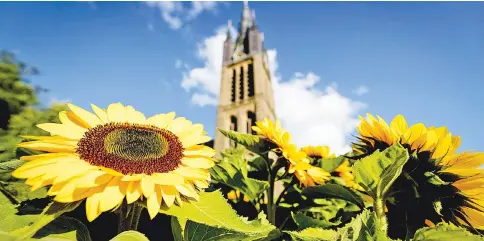  ??  ?? A picture taken on July 12 shows sunflowers set up in front of the St Vitus Church in Hilversum, The Netherland­s. Ukrainian sunflowers were grown in tribute to the 15 residents of Hilversum who died when Malaysia Airlines flight MH17 was shot down over...