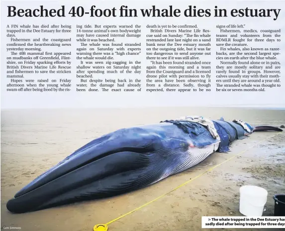  ?? Gem Simmons ?? > The whale trapped in the Dee Estuary has sadly died after being trapped for three days