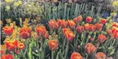  ?? NEIL STEINBERG/SUN-TIMES ?? Flowers at the Botanic Garden Saturday, about the time an 18-year-old was allegedly murdering 10 people in Buffalo, New York.