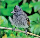  ??  ?? Red-vented Bulbul.Pic by Hari Namasivaya­m