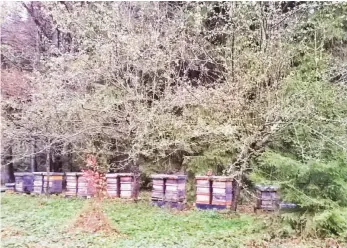  ?? FOTO: BAYERISCHE STAATSFORS­TEN ?? Bienenkäst­en stehen unter blühenden Wildkirsch­en im Kronholz.