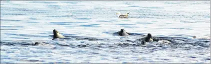  ??  ?? Seals cruise the surface of the water feeding on a school of herring.