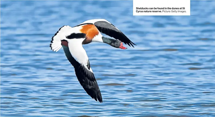  ?? Picture: Getty Images. ?? Shelducks can be found in the dunes at St Cyrus nature reserve.