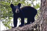  ?? COURTESY OF U.S. FISH AND WILDLIFE SERVICE ?? Black bear cubs (like this one at 7 months old) are born in their mothers’ dens from around late January through mid-february. They may stay with their mothers until they’re 18 months old.