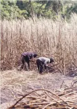  ??  ?? Men work at cane harvesting.