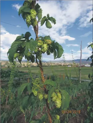  ?? Photo courtesy Paige Grant ?? Hop vines derived from plants of the New Mexico subspecies are grown at the Cotyledon Farm, in Llano San Juan.