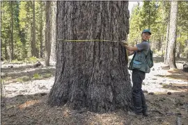  ??  ?? Rick Satomi, UC Cooperativ­e Extension forestry adviser for Shasta, Trinity and Siskiyou counties, measures the diameter of a sugar pine tree in the Stanislaus-Tuolumne Experiment­al Forest in Pinecrest. The sugar pine, one of the tallest tree species, measured 74 inches in diameter and was about 185 feet tall.