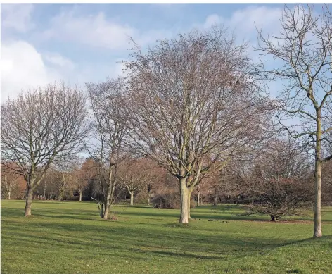  ?? FOTO: LAMMERTZ ?? Unternehme­n, Vereine, Prviatleut­e und Schulen spenden bis heute Bäume für den Fischelner Park.