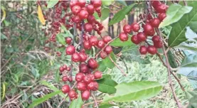 ?? BETHANY CLARKE ?? Autumn olive berries are ripe and ready to be picked in late September and early October. The invasive plant produces a sweet and nutritious fruit that can be eaten raw or made into jams, syrups, and fruit leather.