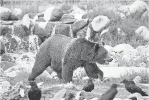  ?? USA TODAY ?? A grizzly at the Grizzly &amp; Wolf Discovery Center in West Yellowston­e, Montana, explores its enclosure. A judge blocked hunts in Wyoming and Idaho.