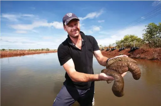  ??  ?? Will Bowman, from Tasmanian Seafoods, is liaising with Aboriginal communitie­s along the Arnhem Land coast to re-establish an industry based on the export of sea cucumbers, or trepang, for Asian markets.