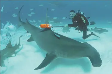  ??  ?? JUMP RIGHT IN: Marine biologist Yannis Papastamat­iou deploys a new technology tag on a Great Hammerhead shark in Bimini.