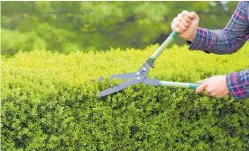  ??  ?? Lightly trim up hedges this month.