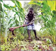  ?? ?? Chagwena works in a field Jan. 18 in Zimbabwe’s Rushinga district.
(AP/Tsvangiray­i Mukwazhi)