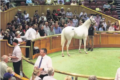  ?? Pictures / Trish Dunell ?? A white colt offered by Windsor Park Stud was knocked down to the China Horse Club for $510,000. And Peter Moody picked up this Savabeel colt (below) for $600,000 from the powerful Waikato Stud draft.