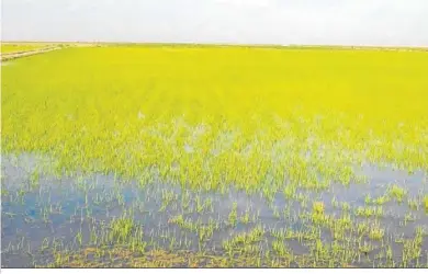  ?? ?? El cultivo de arroz en Sevilla usará la tecnología para hacerse cada vez más sostenible.