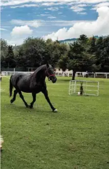  ??  ?? CRIANZA. Los precios de los caballos son muy variables y están entre 5,000 pesos hasta 20 millones de dólares por un campeón de carreras.