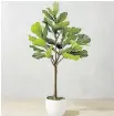  ??  ?? A fiddle leaf fig tree is an attractive modern plant.