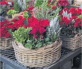  ?? ?? Traditiona­l poinsettia­s are a lovely present to bring a little winter colour.