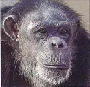  ?? COURTESY OF ANIMAL PROTECTION OF NEW MEXICO ?? Sherill, a 47-year-old chimpanzee, has lived her life in captivity. The NIH has said she would likely not survive a move from the Alamogordo Primate Facility.