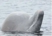  ?? THE CANADIAN PRESS FILE PHOTO ?? The population of the bottlenose whales that inhabit the Scotian shelf off Nova Scotia were listed as endangered under the federal Species at Risk Act in 2006.