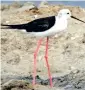  ??  ?? A Black winged stilt walking on a salt pan in Puthalam in Kanniyakum­ari