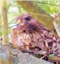  ?? CAROL DUDLEY ?? A hawk holds a white footed mouse, which are deer ticks’ preferred hosts.