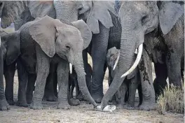  ?? Karl Ammann / New York Times ?? Researcher­s are examining the genetic data in seized elephant ivory to connect it to global traffickin­g crimes.