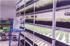  ?? ?? Kok inspects the produce being cultivated in the indoor farm.