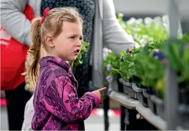  ??  ?? Above, Elsie Taylor, 4, checks out plants at the Feilding Farmers’ market’s return yesterday.