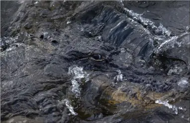  ?? ?? The eye of an alligator pokes above the water line as it swims in the Florida Everglades in Miami, America