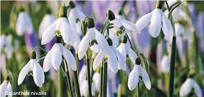  ??  ?? Galanthus nivalis