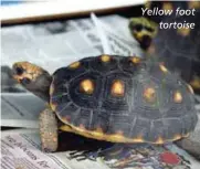  ??  ?? Yellow foot tortoise