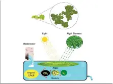  ?? ?? Phycoremed­iation, at its core, leverages the unique capabiliti­es of microalgae to remediate contaminat­ed wastewater, as shown in this illustrati­on that depicts the process.