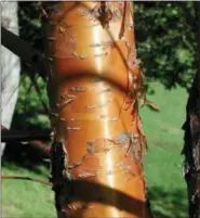  ?? LEE REICH VIA AP ?? Apaperbark maple tree in New Paltz, N.Y. in shown. The coppery-red, peeling bark of paperbark maple is but one of the ornamental qualities that make this small tree well worth growing.