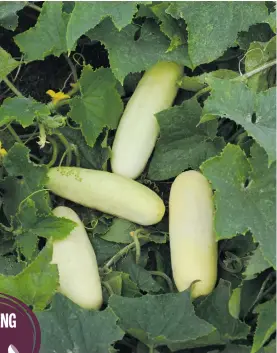  ??  ?? VARIETIES. Sweet and crunchy Martini cucumbers.