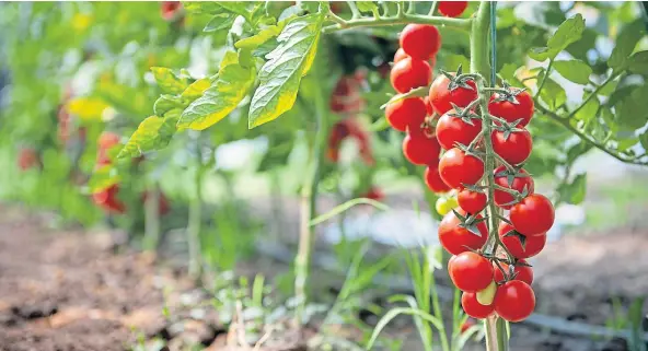  ?? ?? GLASS ACT: Growing in greenhouse­s is a given with our climate but proper crop rotation and soil enrichment are still vital to ensure a bumper crop of the many varieties around.