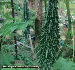  ??  ?? PERIA dipetik di belakang rumah saja.